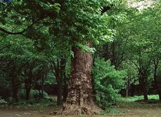 格朴地板